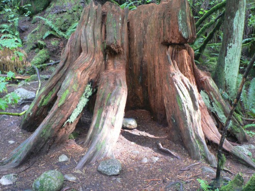 Art by Gaia - tree stump in Lynn Canyon
